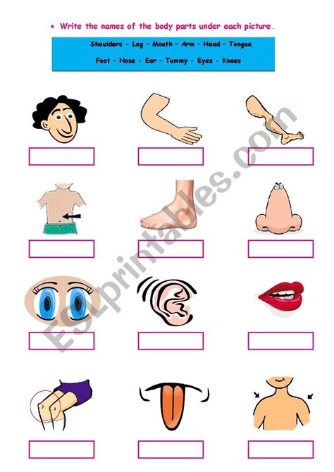 Body Parts Esl Worksheet By Amowille