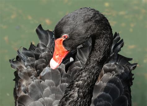 Fotos Gratis Pájaro Ala Fauna Silvestre Pico De Cerca Pato