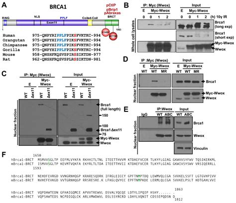 Ijms Free Full Text Wwox Binding To The Murine Brca Brct Domain