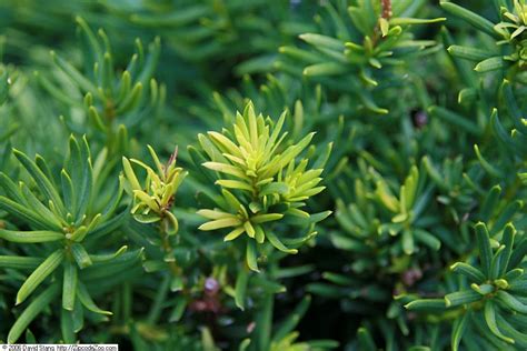 Taxus X Media Foundation Yew Yew North Carolina Extension Gardener