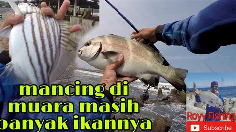 Mancing Di Muara Pantai Glagah Banyak Ikan Unik Di Spot Ini Mancing