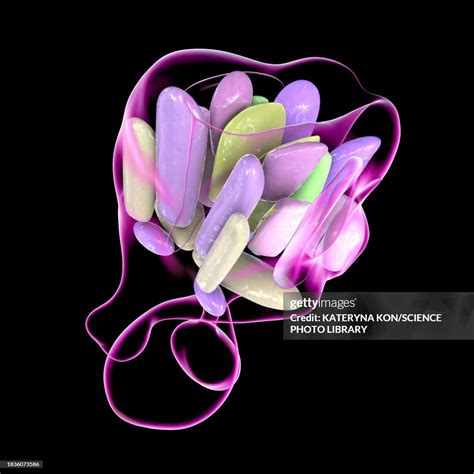 Hypothalamic Nuclei Illustration High-Res Vector Graphic - Getty Images