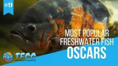 Of The Most Popular Freshwater Fish