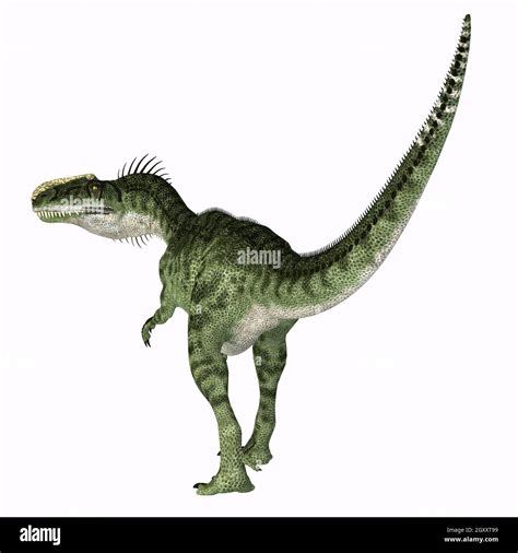 Monolophosaurus Jurassic Theropod Dinosaur Hi Res Stock Photography And