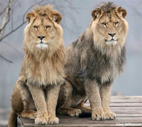 Leones | Lion pictures, Wild cats, Animals wild