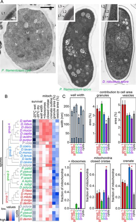 Cold climate adaptation is a plausible cause for evolution of ... 