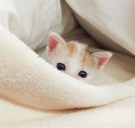 20 Of The Cutest Kittens Ever Bored Panda