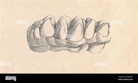 Antique Engraved Illustration Of The Mastodon Molar Vintage