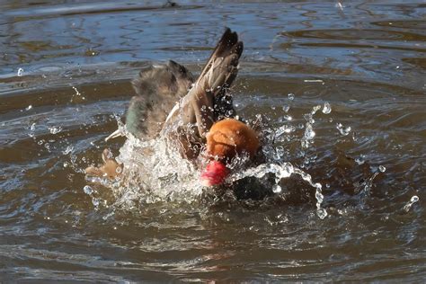 Pochard Fuligule Rousse Canard Photo Gratuite Sur Pixabay Pixabay