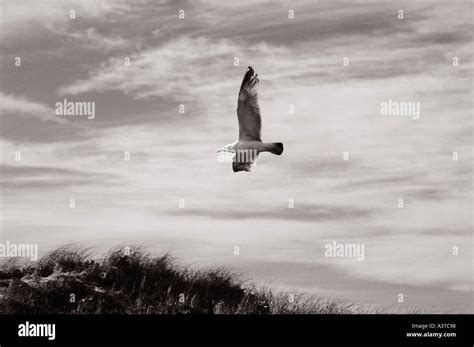 Sea Bird Flying Over Beach Stock Photo Alamy