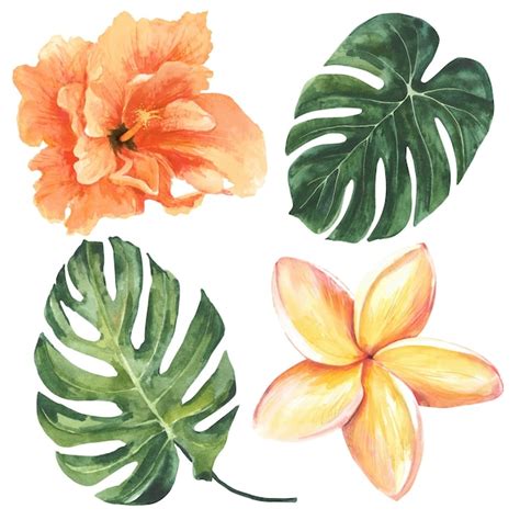 Ilustraci N Acuarela De Hojas De Monstera Y Flor De Hibisco Aislado