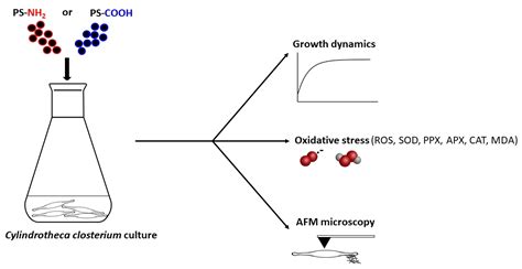 Water Free Full Text Nanoplastic Induced Nanostructural