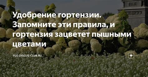 Удобрение гортензии. Запомните эти правила, и гортензия зацветет ...
