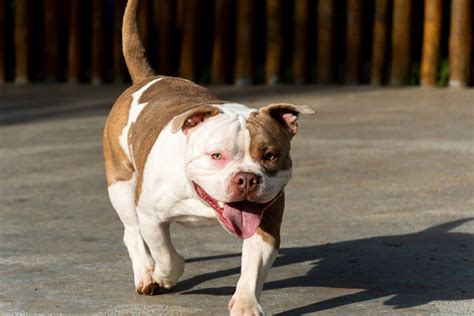 The American Bully Complete Guide Facts Animal Corner