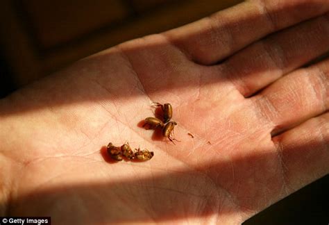 Tiny Bark Beetles Blamed For Colorado Wildfires After Killing Off