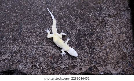 House Lizard Upside Down On Floor Stock Photo 2288016451 | Shutterstock