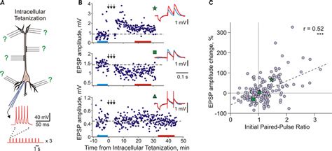 Long Term Synaptic Plasticity Induced By Intracellular Tetanization Download Scientific