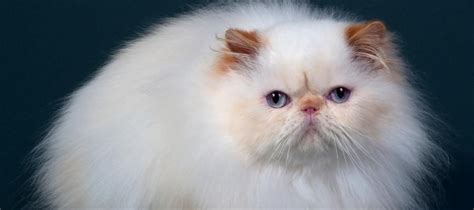 Kedi Cinsleri Ve Özellikleri Trendyol Blog