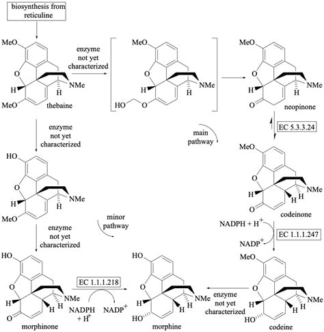 Morphine Biosynthesis