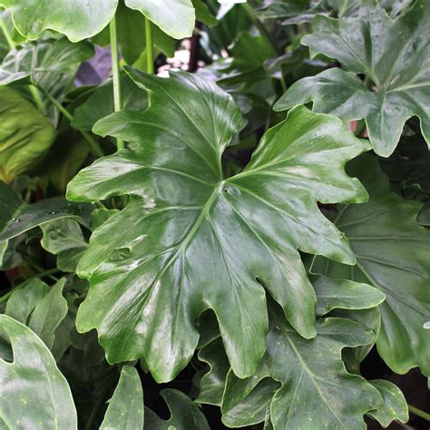 Philodendron Selloum Houseplant
