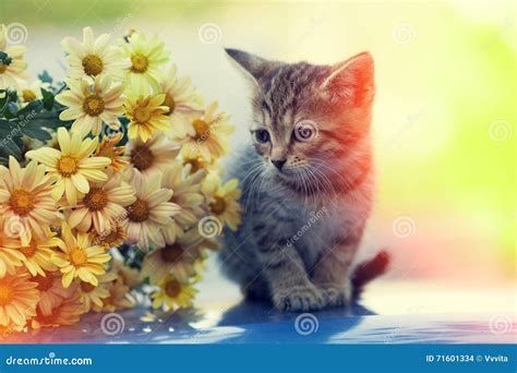 Kitten Looking At Bouquet Of Daisy Flowers Stock Photo Image Of