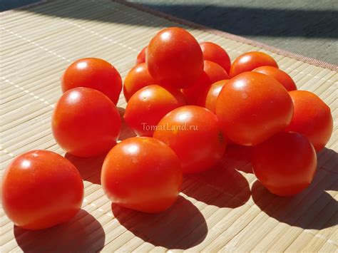Каталог томатов | tomatland.ru