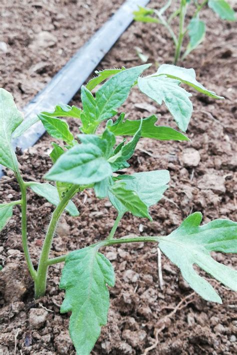 Come Piantare I Pomodori Nell Orto Piantare Coltivare Pomodori