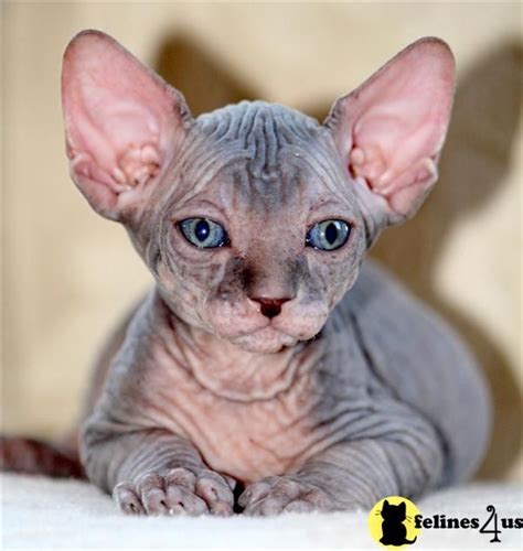 Cute Naked Cats Ideas Cats Hairless Cat Crazy Cats