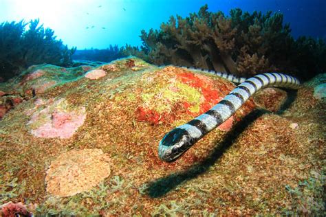 Can Snakes Really Breathe Underwater? - A-Z Animals