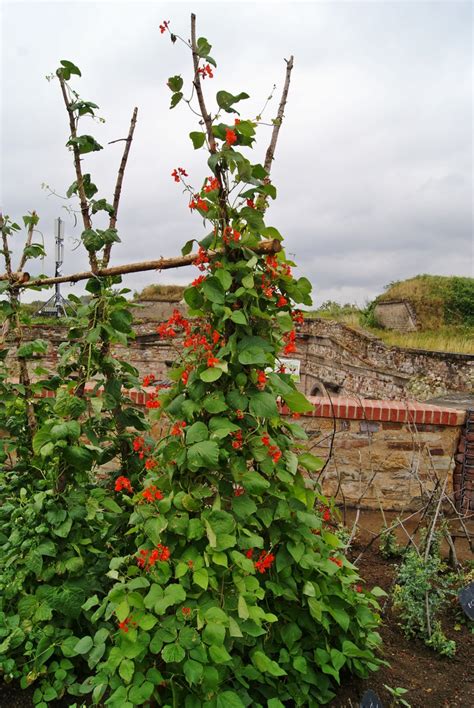 How To Grow Scarlet Runner Bean Phaseolus Coccineus