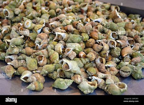 Escargots De Mer Comestibles Banque De Photographies Et Dimages