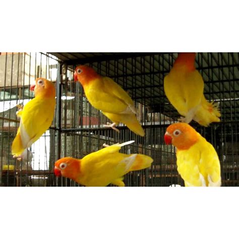 Jual LOVEBIRD LOVE BIRD LUTINO MATA MERAH BANYAK PILIHAN BETINA JANTAN