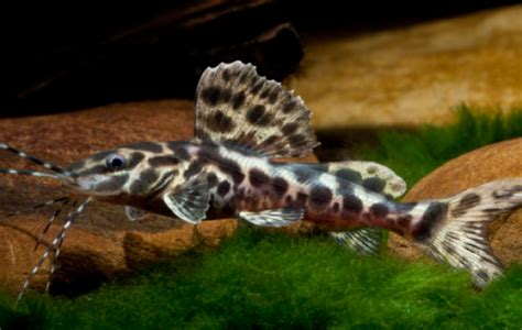 Marbled Catfish Catfish Leiarius Marmoratus Tank Facts