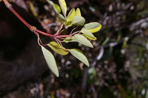 Guarea Glabra Vahl World Flora Plntnet Identify