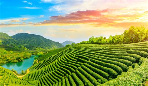 Chinese Tea Taste All Of The World S Styles Of Tea In One Country