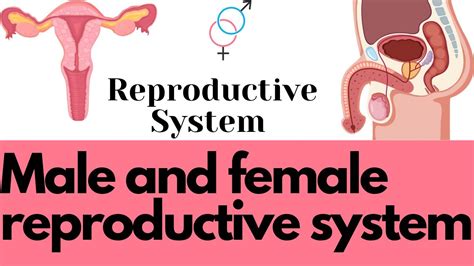 Reproductive System Anatomy And Physiology Male And Female