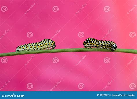 Papilio machaon larva stock image. Image of close, caterpillar - 2952067