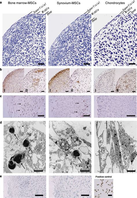 Morphology Of Pellets 7 Days After Induction Of In Vitro Download