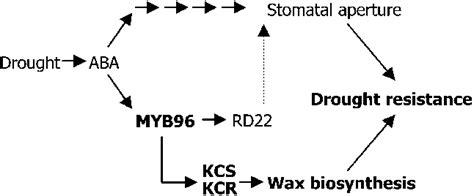 Schematic Working Model Of MYB96 Function In Cuticular Wax Biosynthesis