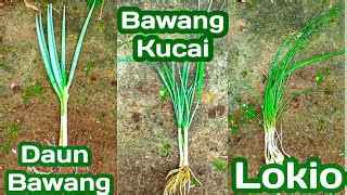 Perbedaan Daun Kucai Dan Daun Bawang Bella Springer