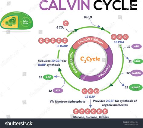 65 Calvin cycle Images, Stock Photos & Vectors | Shutterstock