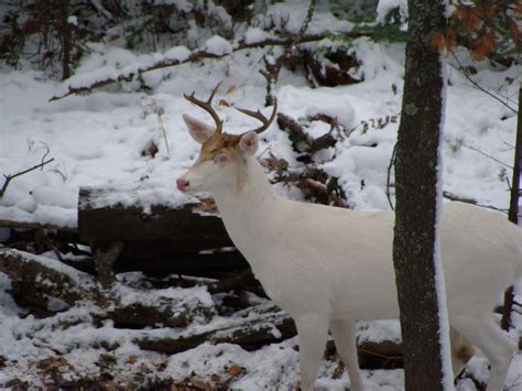 Albino Buck In Northern Wisconsin Deer And Deer Hunting Whitetail