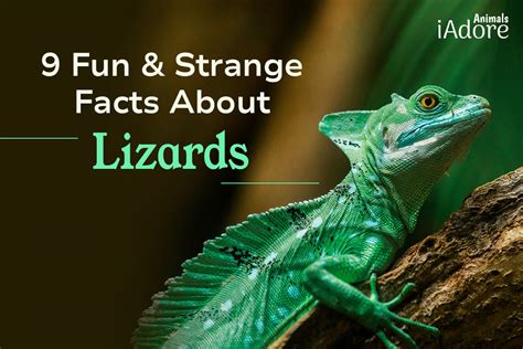 9 Fun & Strange Facts About Lizards | iAdoreAnimals