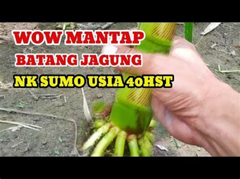 Seperti Ini Lihat Batang Jagung Nk Sumo Di Usia Hari Youtube