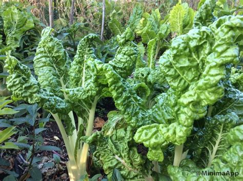 Swiss Chard Spinach Back Area Gardens