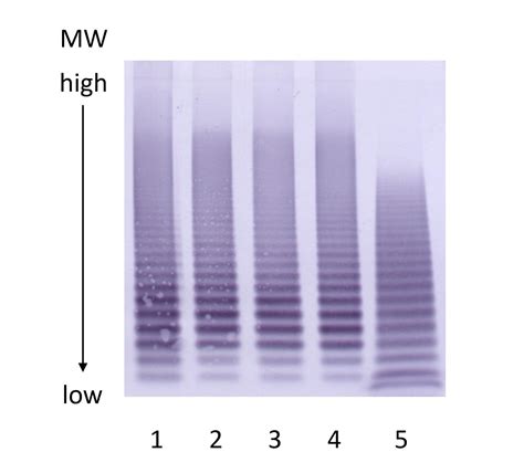 Von Willebrand Factor Multimer Analysis by Low Resolution SDS-Agarose Gel Electrophoresis —BIO ...