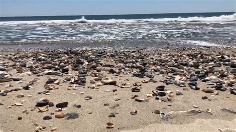 Shipwreck Skeleton Found In North Carolinas Outer Banks Sparks