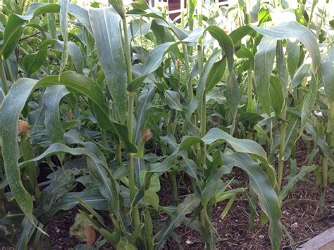 Growing Sweet Corn The Greening Of Gavin