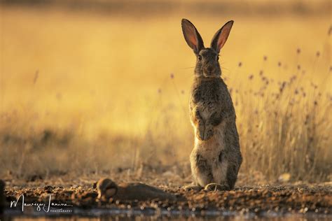 Coniglio Selvatico Oryctolagus Cuniculus Finca De Pen Flickr