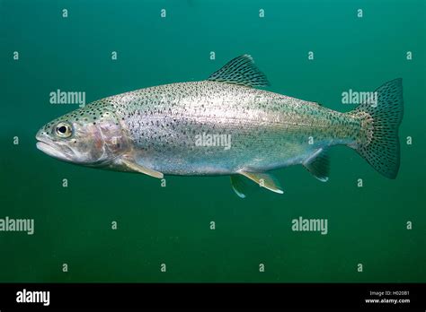 Regenbogen Fisch Hi Res Stock Photography And Images Alamy